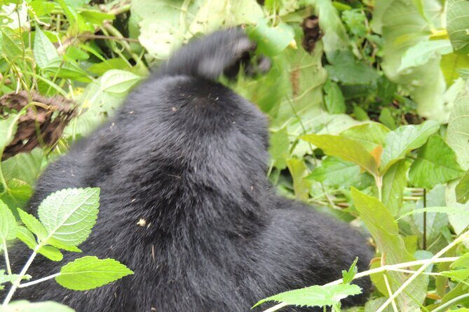 10 Day Gorilla Chimps and Big 5 Safari - FAQ