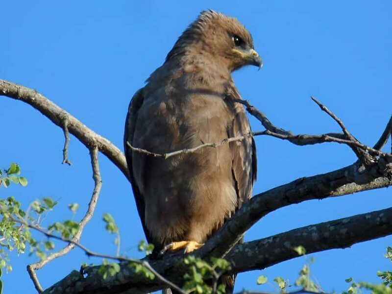 10 day Kruger and beyond photographic tour - Key Points
