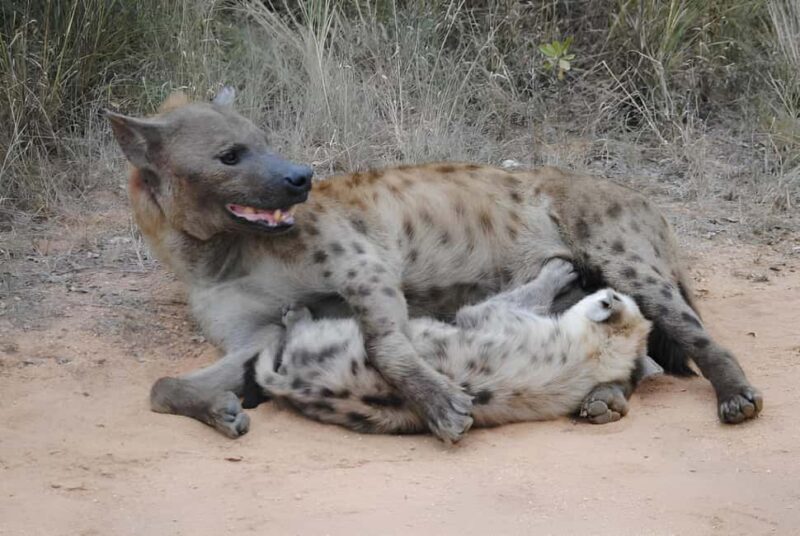 10 day Kruger and beyond photographic tour - What Makes This Tour Stand Out