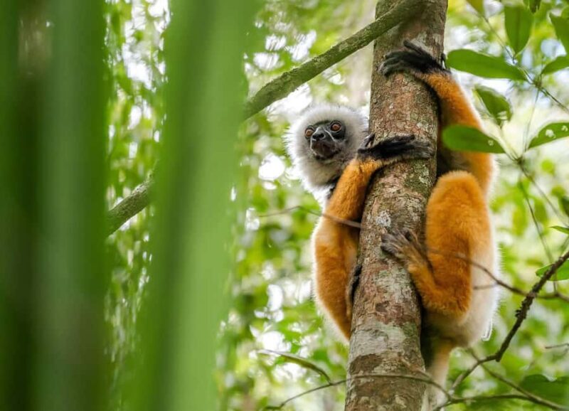10-Day Madagascar Uniqueness Discovery - An In-Depth Look at the Itinerary