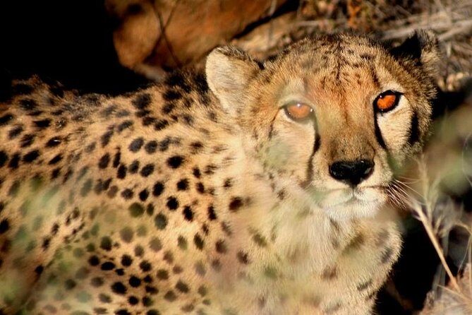 10-Day Namibia Highlights Guided Tour from Windhoek - Who Should Consider This Tour?
