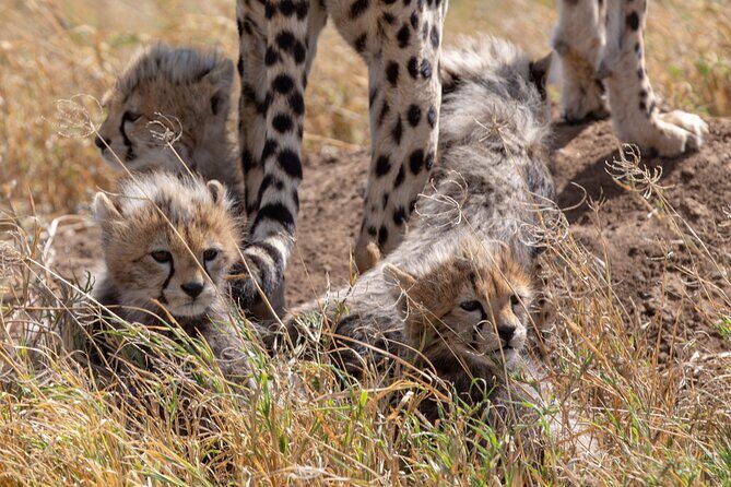 10-Day Predators Tanzania Safari Luxury Package - Final Thoughts