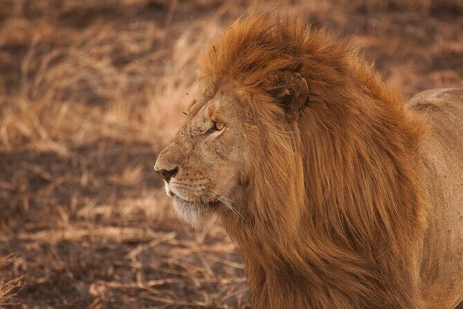 10-Day Predators Tanzania Safari Luxury Package - FAQs