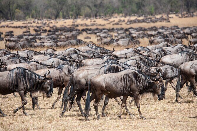 10-Day Serengeti Wildebeest Migration Safari from Arusha - The Experience’s Best Features