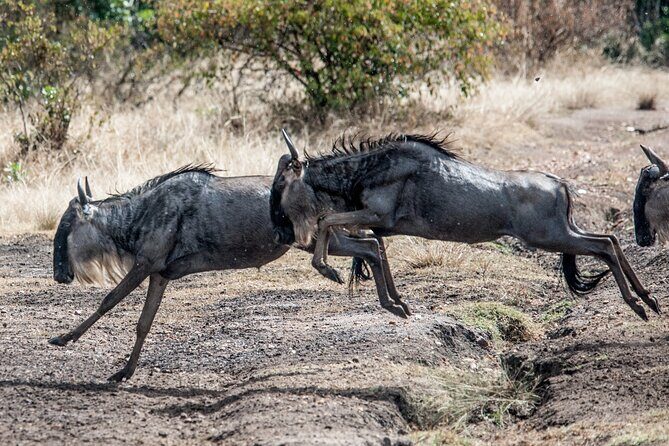 10-Day Serengeti Wildebeest Migration Safari from Arusha - The Sum Up