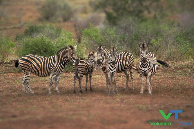 10-Day Tour to Kruger/Hluhluwe-iMfolozi & Everything In Between - Days 5-6: Coastal Relaxation and Wetlands