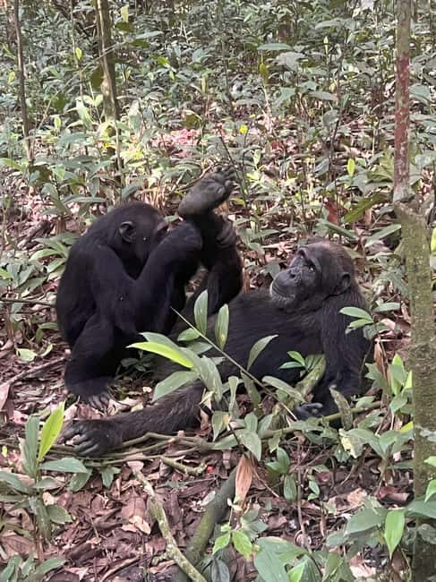 10-Day Uganda Rwanda Congo Tanzania Burundi Safari Tour - Key Points