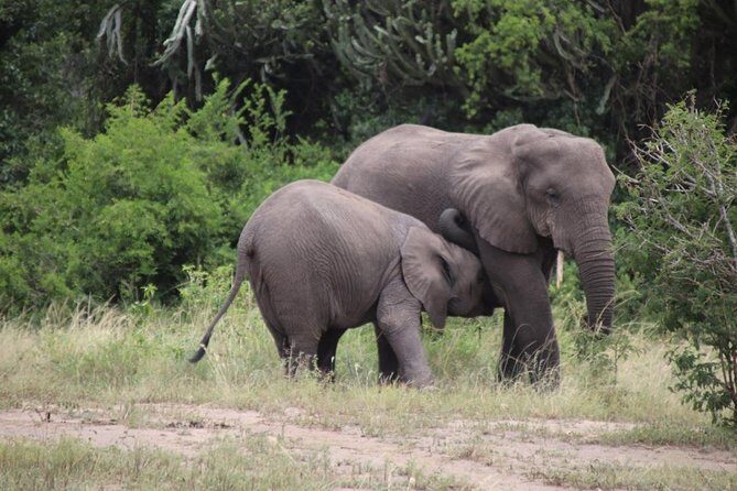 10 Day Western Uganda Budget Wildlife Safari - Why This Tour Offers Great Value