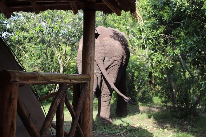 10 Day Western Uganda Budget Wildlife Safari - FAQs