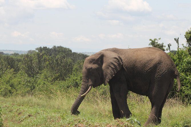 10-Day Wildlife Big 5, Murchison Falls and Gorilla Safari - Key Points
