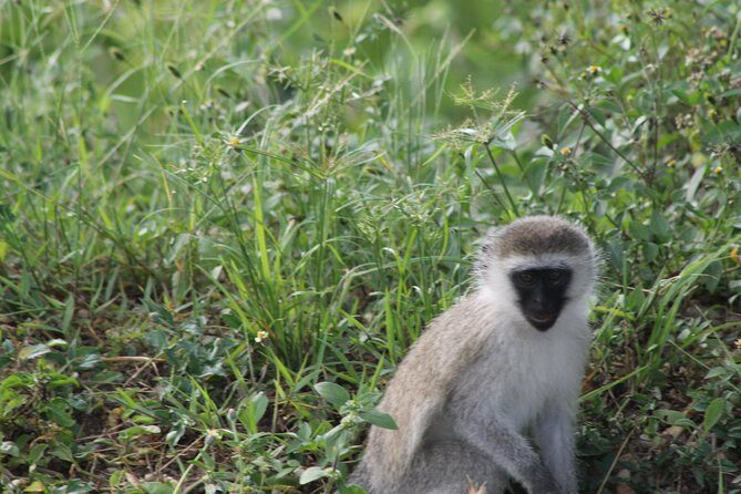 10-Day Wildlife Big 5, Murchison Falls and Gorilla Safari - Overview: What Makes This Uganda Safari Stand Out