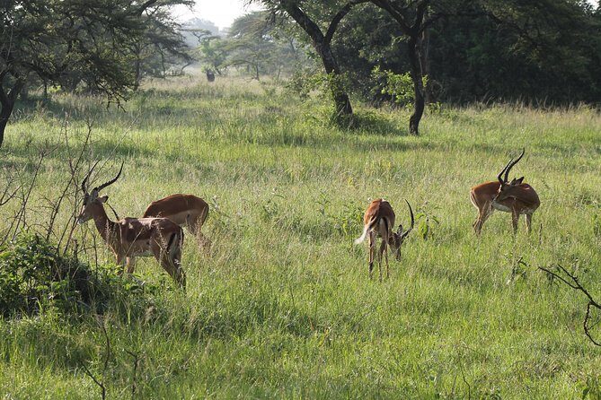 10-Day Wildlife Big 5, Murchison Falls and Gorilla Safari - Guides: The Heart of the Experience