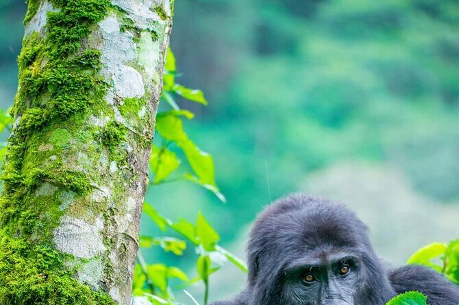 10-Day Wildlife Big 5, Murchison Falls and Gorilla Safari - Who Should Consider This Tour?