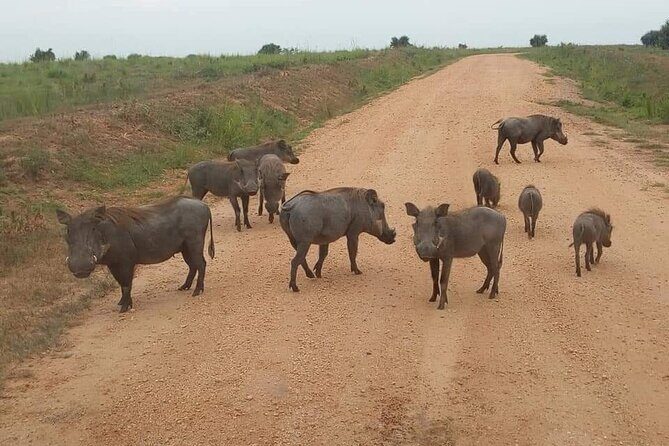 10-Day Wildlife Big 5, Murchison Falls and Gorilla Safari - Final Thoughts: The Bottom Line