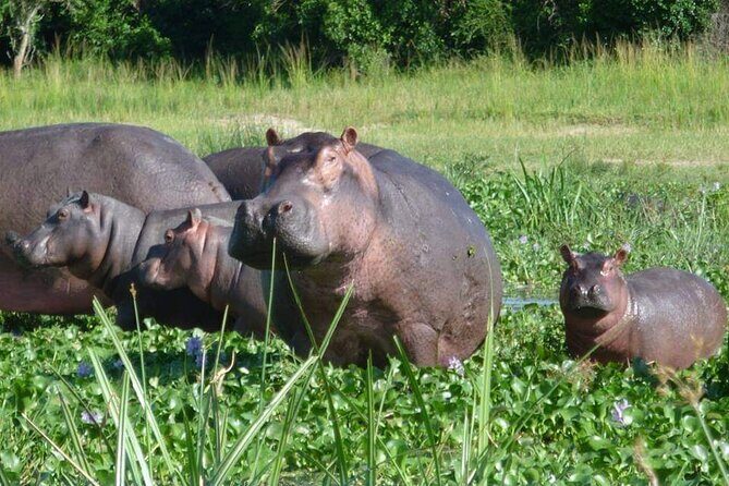 10-Day Wildlife Big 5, Murchison Falls and Gorilla Safari - FAQ