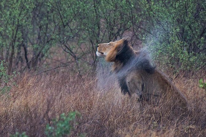 10 Day Wildlife Photographic Safari - Kruger National Park - B1 Photo Safaris - An Authentic, Well-Rounded Experience in Kruger