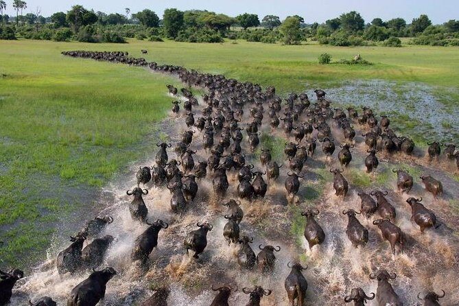 10 Days 8 Nights Tanzania Unforgettable Comfort Camping Safari - Day 3: Lake Manyara National Park
