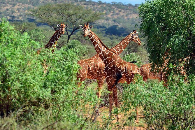 10 Days 8 Nights Tanzania Unforgettable Comfort Camping Safari - Day 7: Full Day in the Serengeti