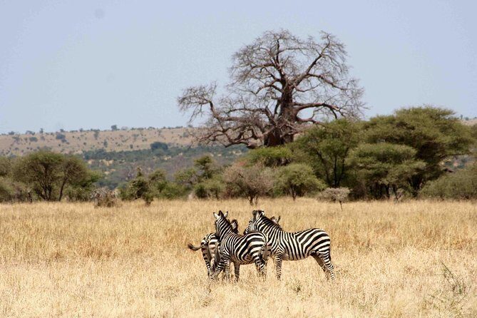 10 Days 8 Nights Tanzania Unforgettable Comfort Camping Safari - Day 8: Ngorongoro Crater