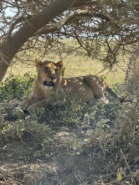 10 Days 9 Nights Best of Tanzania Luxury Safaris - Practical Tips for Your Safari
