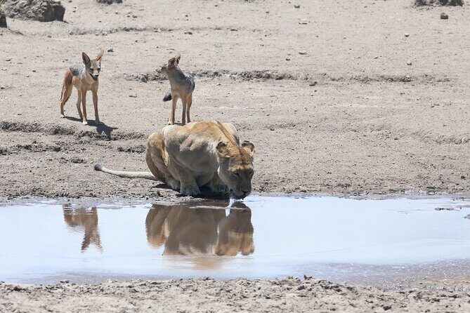 10 Days 9 Nights Exposure Africa Premium Safari Package - Detailed Breakdown of the Safari Experience