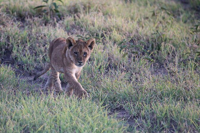 10 Days 9 Nights Exposure Africa Premium Safari Package - Who Is This Tour Best For?