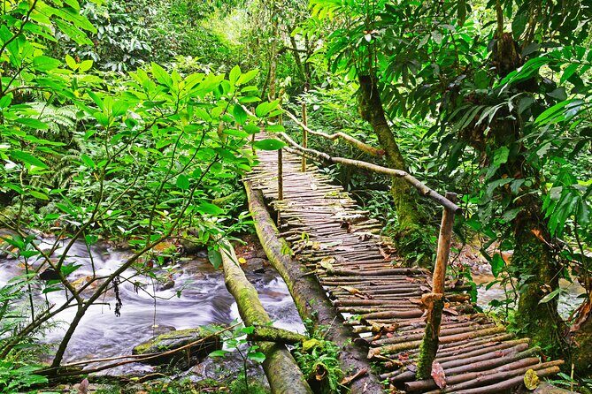 10 Days Affordable Gorilla Trekking Holiday - Value and Cost Analysis