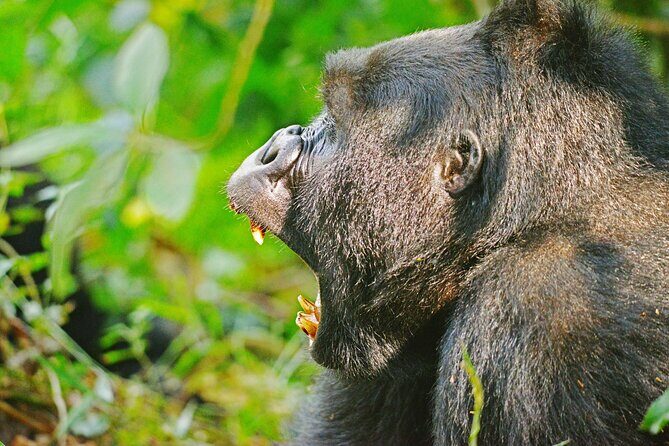 10 Days Affordable Gorilla Trekking Holiday - Final Thoughts: Who Should Consider This Tour?