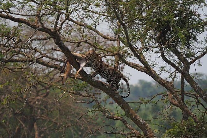 10 Days Affordable Gorilla Trekking Holiday - Final Word
