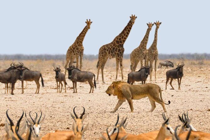 10 DAYS BEAUTY OF NAMIBIA | Guided Lodge - Crossing the Tropic of Capricorn and Exploring the Desert