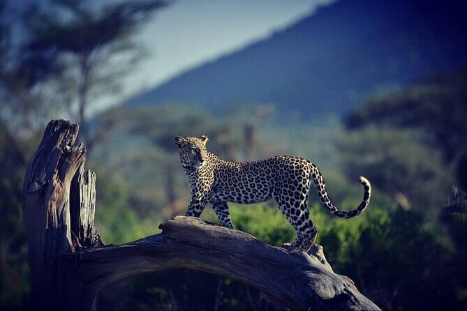 10 -Days Best of Kenya and Tanzania Classic Safari - Who’s this Tour Perfect For?