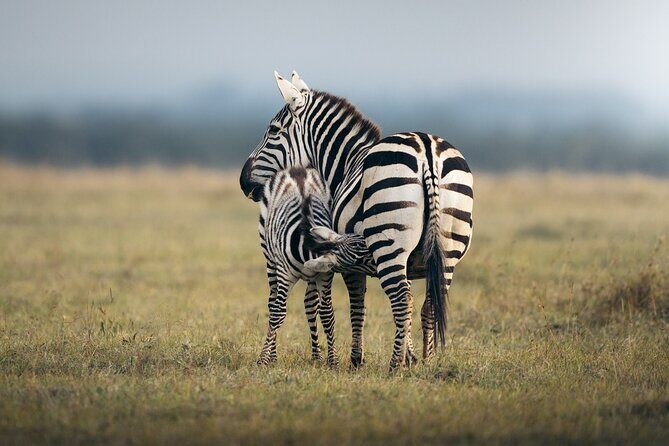 10 -Days Best of Kenya and Tanzania Classic Safari - Final Thoughts