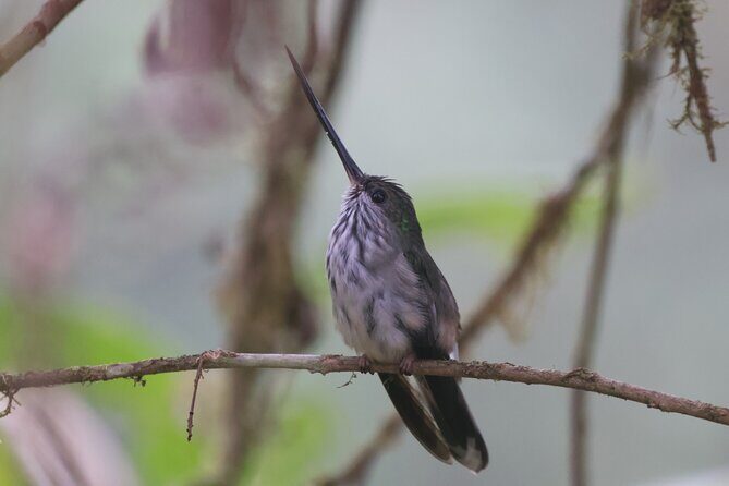 10 Days Birding Photo tour from Andes to Amazon of Ecuador - Key Points