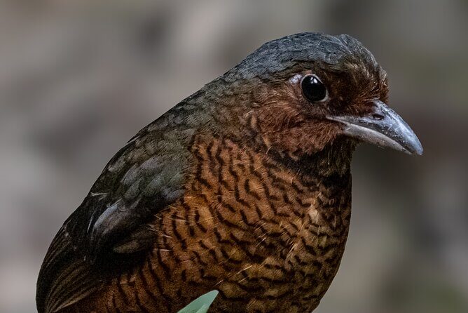 10 Days Birding Photo tour from Andes to Amazon of Ecuador - Frequently Asked Questions