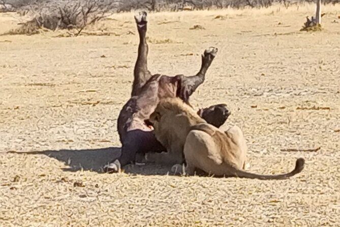 10 Days Botswana Mobile Tented Camping Tour - The Sum Up