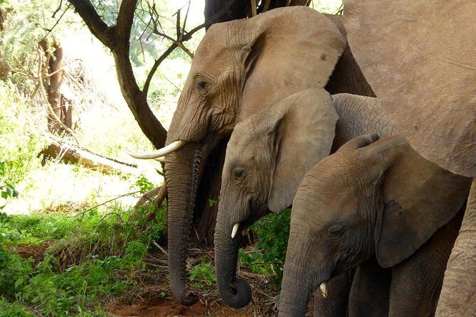 10-Days Explore Kenya Wildlife Private Safari - The Authenticity and Value of the Tour