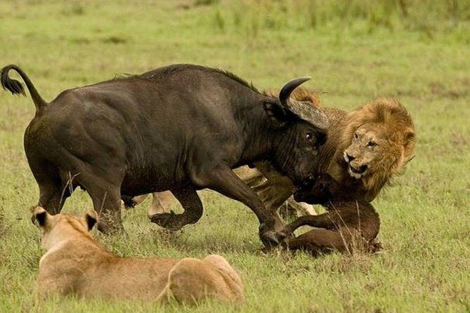 10 days family safari Tanzania - Key Points