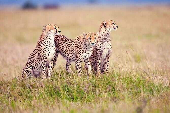 10 days family safari Tanzania - Who Will Love This Safari?