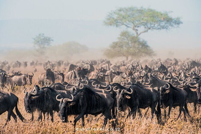10 days family safari Tanzania - The Sum Up