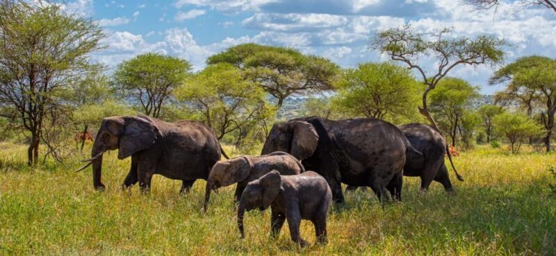 10 Days Kenya and Tanzania Amazing Wildlife Safari - What to Expect: Practical Tips for Travelers