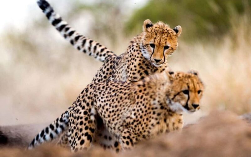 10 Days Kenya and Tanzania Classic Safari on 4x4 Jeep - FAQ