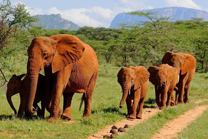 10-Days Kenya Wildlife Private Safari and Mombasa Diani Beach Holidays - The Sum Up: Who This Tour Is Best For