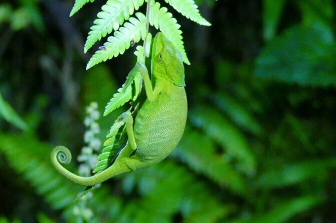 10 Days Private Madagascar Tour - Day 9: Wildlife and Lemur Encounters