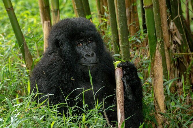 10 Days Private Uganda Safari with Pick-up - What Travelers Say