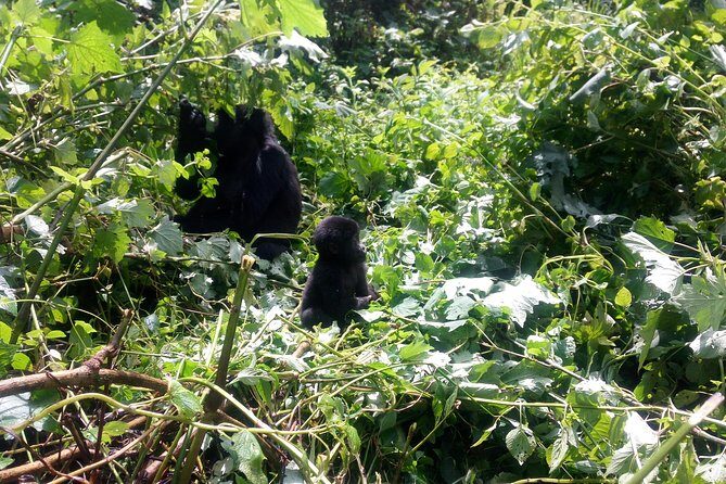 10 Days Uganda Gorilla & Chimpanzee Trekking Safari - Key Points