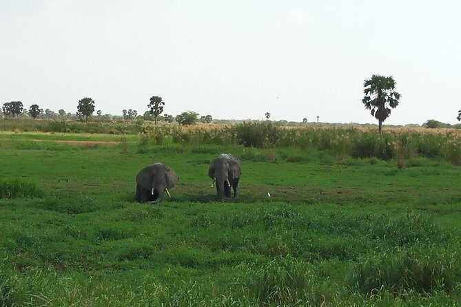 10 Days Uganda Gorilla & Chimpanzee Trekking Safari - Who Should Consider This Tour?