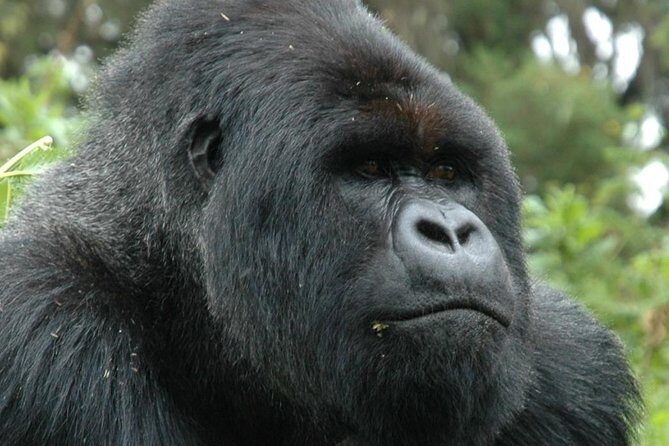 10 Days Uganda Gorilla & Chimpanzee Trekking Safari - The Sum Up