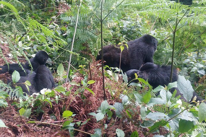 10 Days Uganda Gorilla & Chimpanzee Trekking Safari - FAQ
