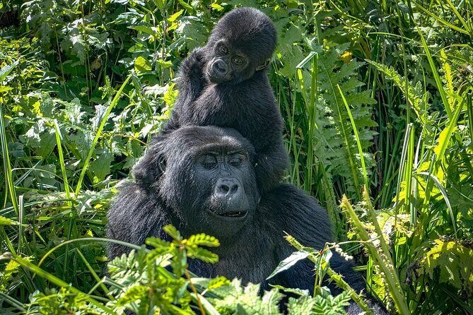 10-Days Uganda Gorillas and Chimpanzee Wildlife Discovery - A Complete and Honest Review of the 10-Day Uganda Safari