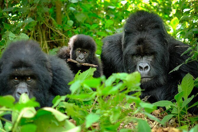10-Days Uganda Gorillas and Chimpanzee Wildlife Discovery - Summary